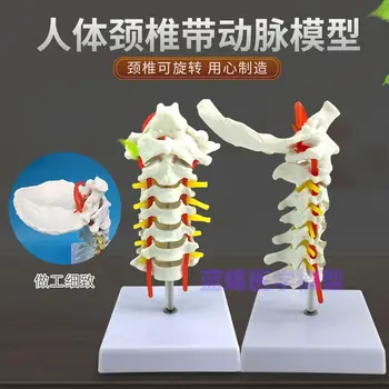 Обучающая модель шейного межпозвоночного диска и нерва 1:1, модель нерва шейного отдела спинного мозга человека - Изображение 1  